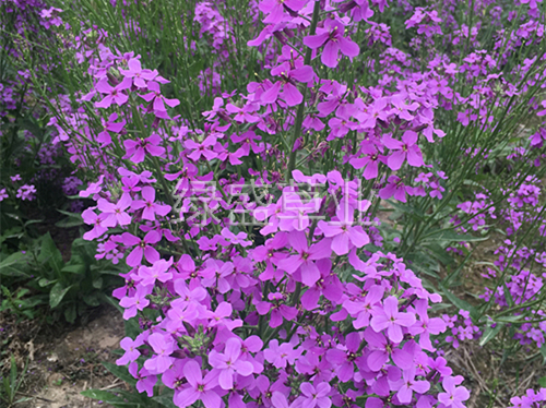 藍香芥